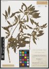 Foto von Salix pycnostachya Andersson